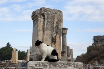 Đoạn ADN cổ tiết lộ nguồn gốc phức tạp của tổ tiên mèo nhà