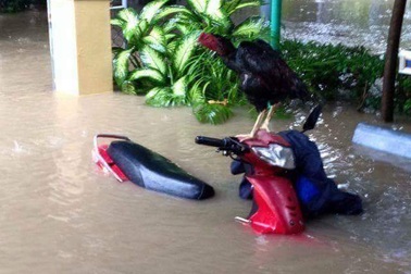 Giải cứu thành công 30 người bị lũ cô lập trên rẫy