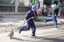 Hà Nội lập tổ phản ứng nhanh bắt chó thả rông