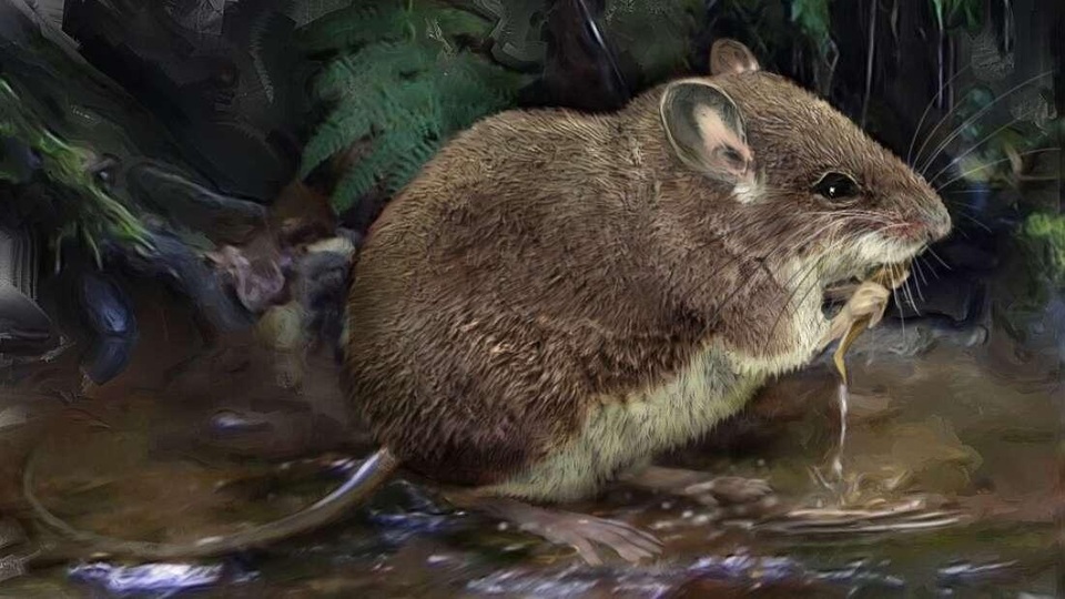 Phát hiện loài chuột thủy sinh kỳ quái mới - 1 Phát hiện loài chuột thủy sinh kỳ quái mới - 1