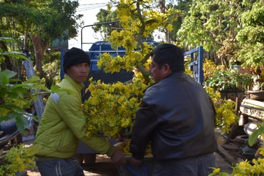 Gia Lai: Nhà vườn rộn ràng vào vụ trồng hoa mai sau Tết