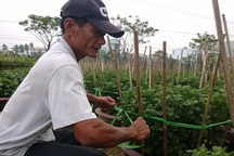 Thấp thỏm mùa hoa Tết 