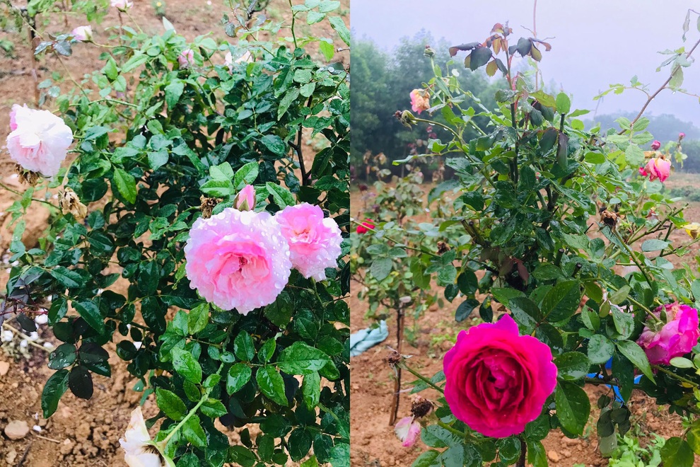 Cô gái Phú Thọ bỏ phố về quê cải tạo đất trồng vườn hồng nghìn m2 - 8 Cô gái Phú Thọ bỏ phố về quê cải tạo đất trồng vườn hồng nghìn m2 - 8