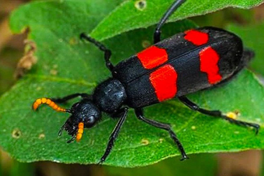 Ăn sâu ban miêu, 2 người thương vong