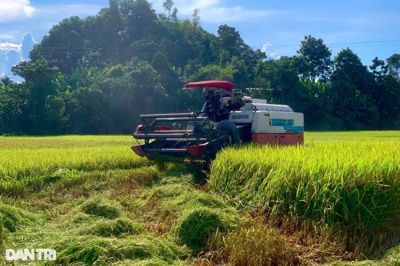 Hàng trăm tàu thuyền tìm nơi trú, nông dân gặt lúa chạy bão - 3