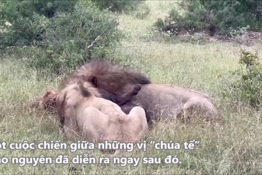 Hình ảnh bi thảm cuối đời của "vua sư tử" khi bị kẻ thù truy sát dã man