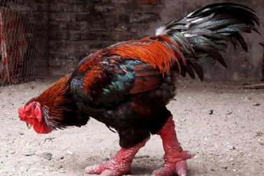 Báo Mỹ sửng sốt trước giá... gà Đông Tảo của Việt Nam