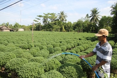 Mưa trái mùa, người trồng hoa sợ mất Tết