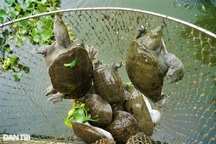 Nuôi con "chân vịt, thịt gà, da trâu, đầu rắn", lão nông bon tay nhặt tiền