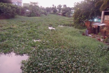 Muỗi bùng phát, sốt xuất huyết "đe dọa" sớm