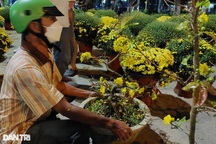 Chợ hoa đêm giao thừa, người mua vẫn "giằng co" từng đồng