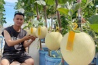 Chàng trai Hải Phòng nuôi gà, làm vườn trĩu quả trên sân thượng nhà phố