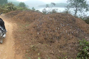 Nửa đêm đi đổ trộm mùn sắn!