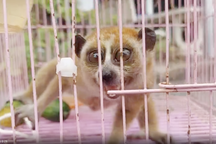 Cu li quý hiếm xuất hiện trong vườn nhà dân ở TPHCM