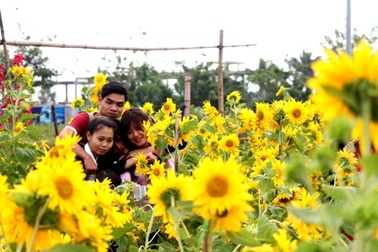 Vườn hướng dương khoe sắc vàng rực hút hồn giới trẻ Đà thành
