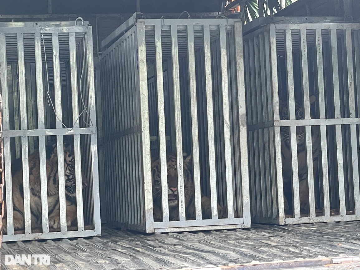 7 cá thể hổ được đưa từ Nghệ An về Quảng Bình giờ ra sao? - 1 7 cá thể hổ được đưa từ Nghệ An về Quảng Bình giờ ra sao? - 1