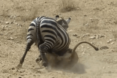 Ngựa vằn thoát chết khỏi sư tử trong tình thế "ngàn cân treo sợi tóc"