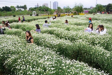 Cúc họa mi nở rộ, người dân Nhật Tân vào mùa “hốt” bạc