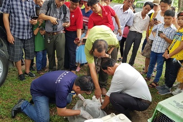 Gắn chíp cho cặp rắn hổ mây “khủng” trước khi thả về tự nhiên