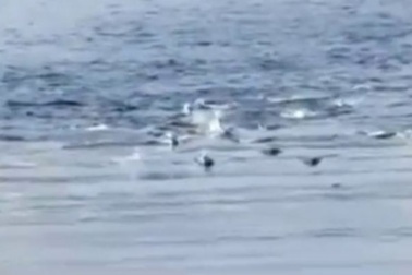 Kinh ngạc xem cuộc chiến đổ máu của "sát thủ" đại dương