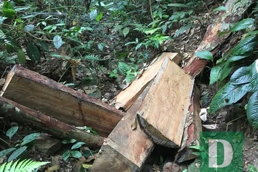 Cận cảnh hiện trường vụ phá rừng nghiêm trọng vừa phát hiện tại Quảng Bình