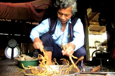 Gặp già làng mệnh danh "Vua sâm ba kích"