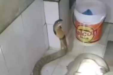 Người đàn ông thản nhiên tắm cho rắn hổ chúa