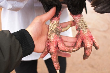 Hà Nam: Nuôi gà Móng, kiếm trăm triệu đồng tiền lãi dịp Tết