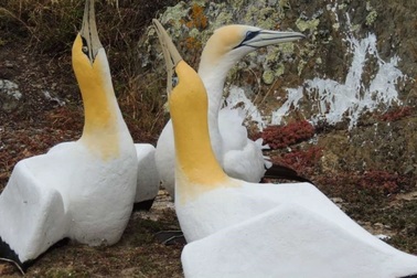 Chú ó biển cô độc Nigel chết vài tuần sau khi có bạn