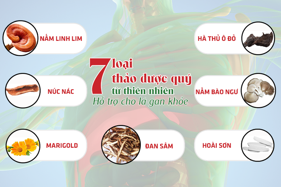 7 thảo dược quý từ tự nhiên giúp bảo vệ và giảm các triệu chứng bệnh về gan - 1 7 thảo dược quý từ tự nhiên giúp bảo vệ và giảm các triệu chứng bệnh về gan - 1