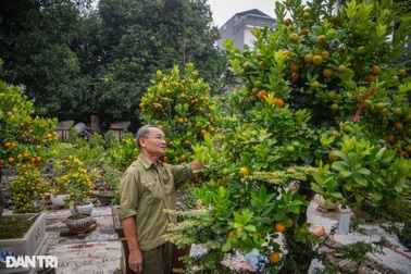 Chủ vườn Hà Nội ghép quất với "cây lạ" bán Tết thu hàng trăm triệu đồng