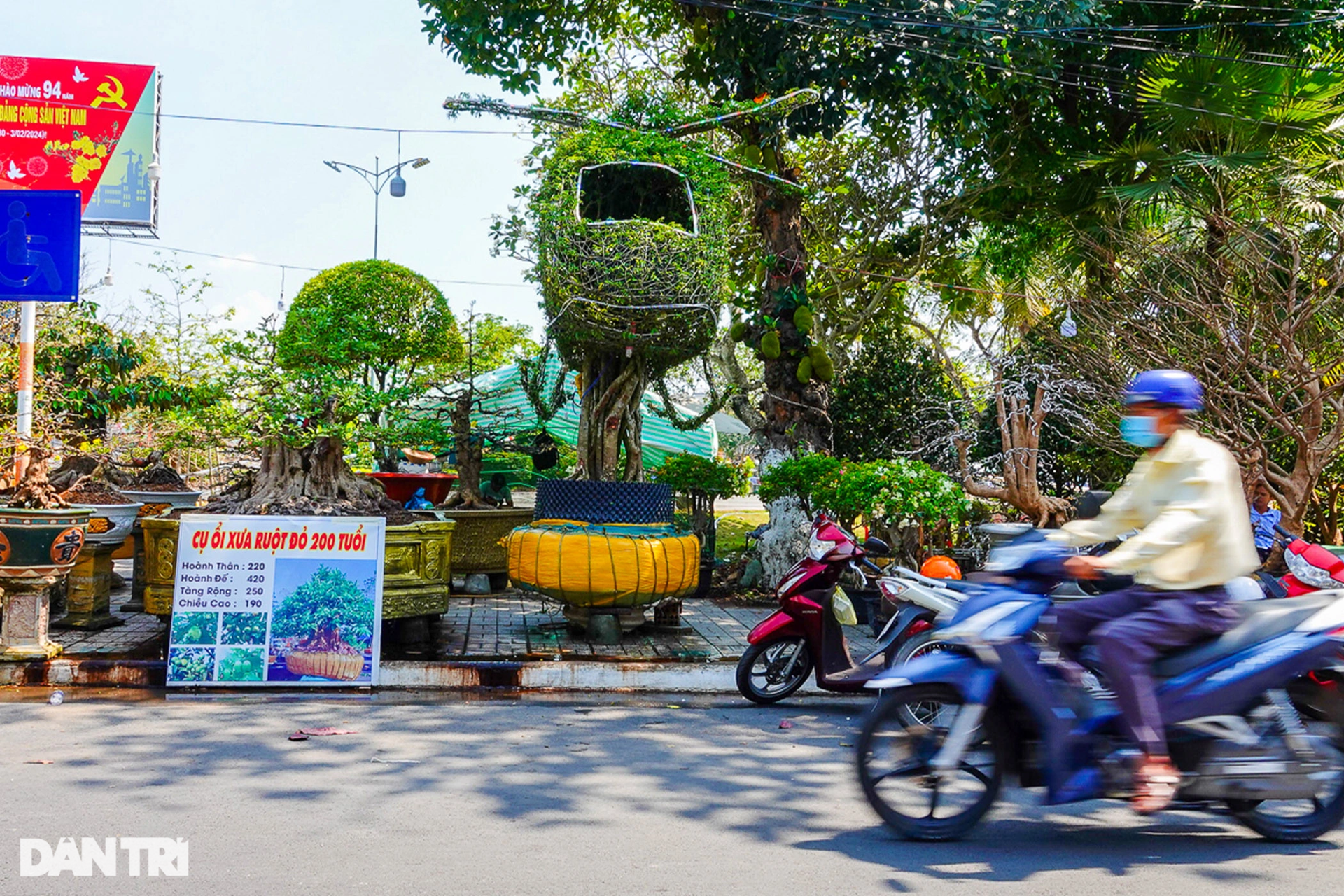 Mai trực thăng, vú sữa dáng rồng, ổi 200 tuổi khuấy đảo chợ hoa miền Tây - 2 Mai trực thăng, vú sữa dáng rồng, ổi 200 tuổi khuấy đảo chợ hoa miền Tây - 2
