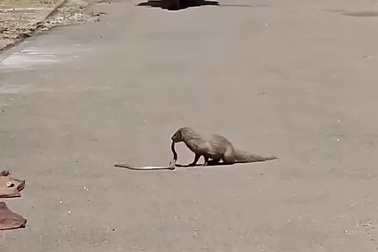 Cầy mangut xám hạ gục rắn hổ mang trong chớp mắt