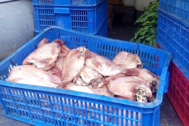 Phụ huynh ngăn chặn một vụ cá, thịt thối tuồn vào bếp ăn học sinh