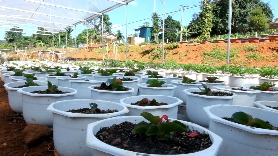 Trồng hơn 8.000 chậu hoa, đôi vợ chồng trẻ kỳ vọng kiếm trăm triệu đồng dịp Tết - 9 Trồng hơn 8.000 chậu hoa, đôi vợ chồng trẻ kỳ vọng kiếm trăm triệu đồng dịp Tết - 9