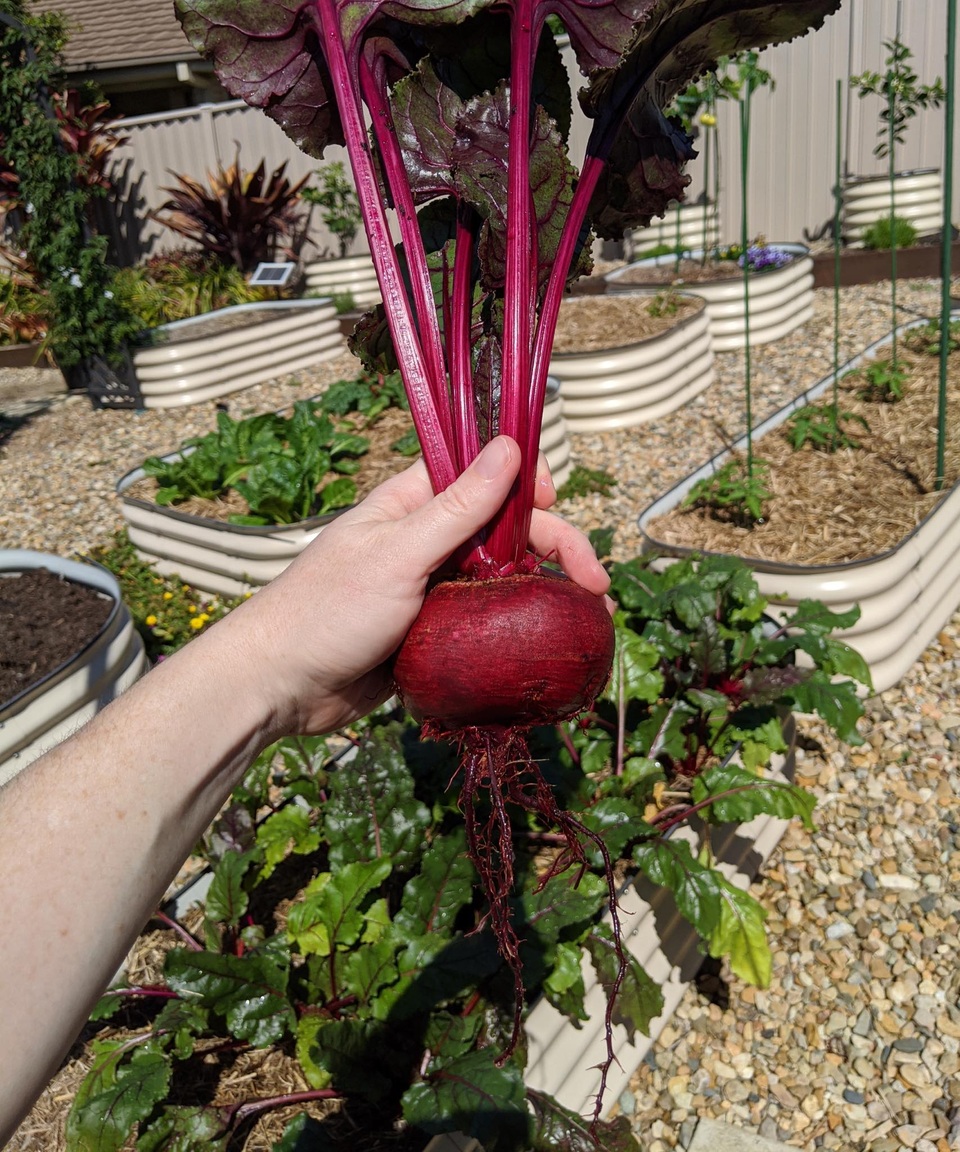 Thích mê khu vườn nhỏ đủ loại cây trái của cặp đôi yêu nhau 16 năm - 7