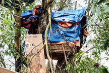 Làm lán trên ngọn cây để giao dịch ma túy