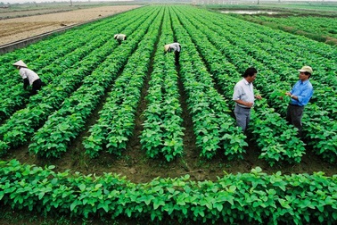 Địa phương thuê đất của dân 20 năm rồi cho doanh nghiệp thuê lại