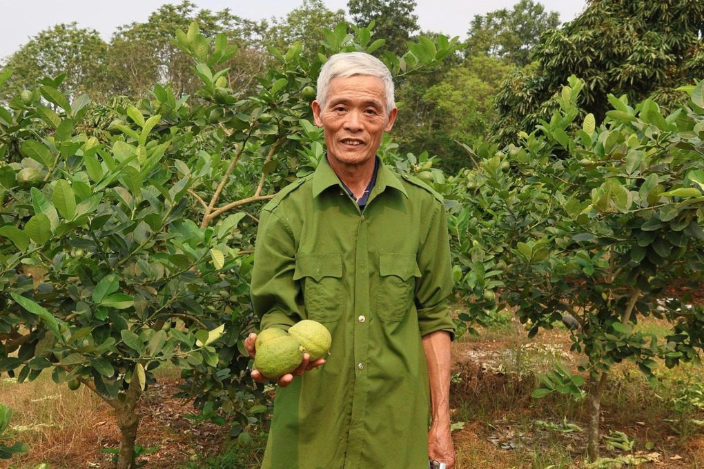 Thấy chanh lạ xin về ghép vào gốc bưởi, lão nông kiếm tiền đều tay - 1