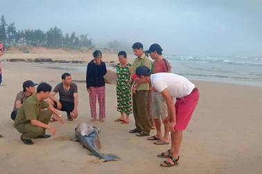 Cá voi gần 2m trôi dạt bờ biển Hà Tĩnh