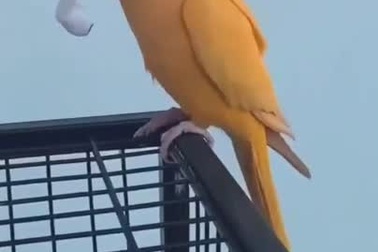 Hy hữu tình huống cô gái bị chim lấy cắp tai nghe không dây