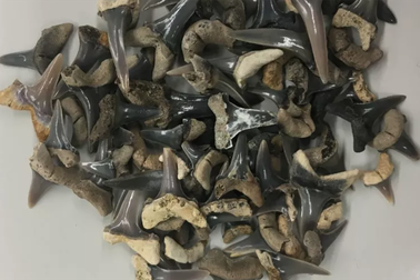 Phát hiện hóa thạch 65 triệu năm tuổi của hai loài cá mập mới