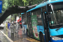 Cây xà cừ cổ thụ bật gốc, đổ đè trúng xe buýt đang đi trên phố Hà Nội