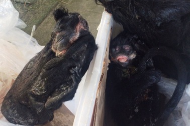 Xe khách vận chuyển 4 cá thể Voọc đen má trắng