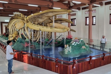 Hai bộ xương cá voi lớn nhất Việt Nam trưng bày tại đảo Lý Sơn