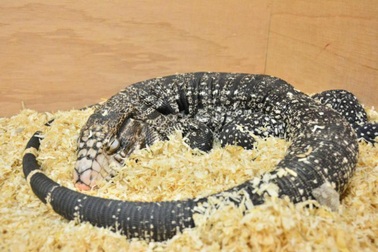 Thằn lằn cũng mơ trong khi ngủ