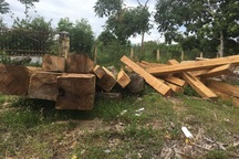 Phát hiện vận chuyển và tập kết gỗ lậu, “lâm tặc” bỏ gỗ “tẩu thoát”