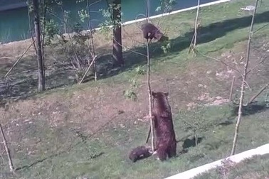 Hài hước clip gấu mẹ giải cứu gấu con