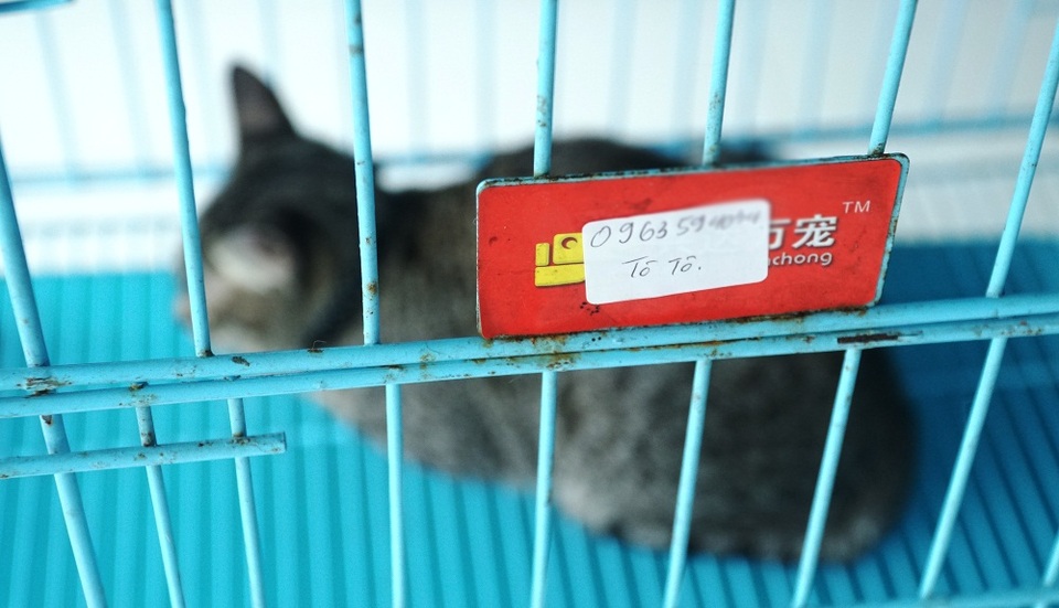 Dịch vụ trông thú cưng kiếm bội tiền cuối năm - 2 Dịch vụ trông thú cưng kiếm bội tiền cuối năm - 2