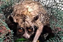 Động vật quý hiếm liên tiếp xuất hiện trong vườn nhà dân